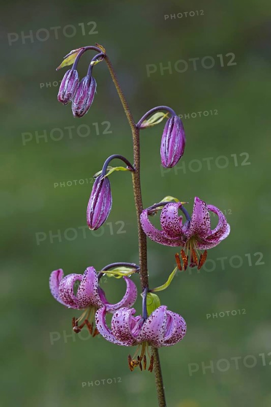 Martagon lily