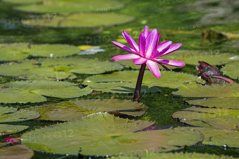 Dotleaf waterlilies