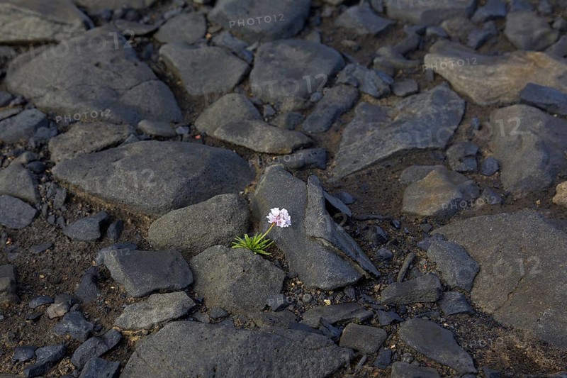 Sea thrift