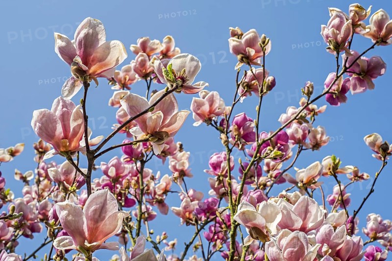 Flowering Light Pink