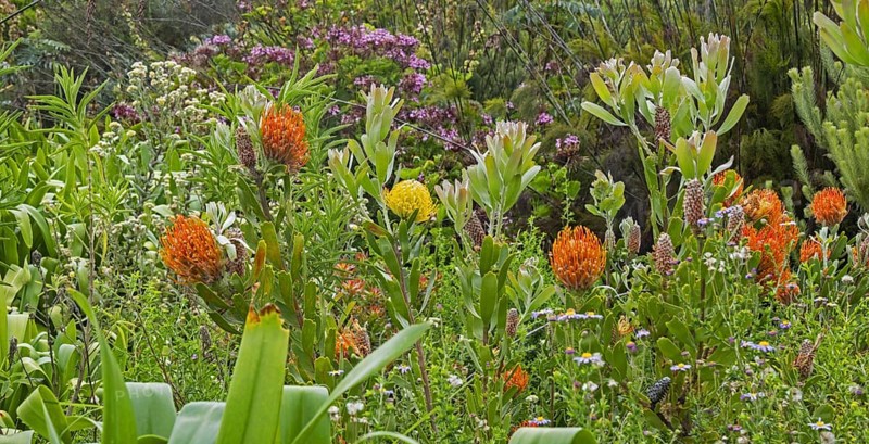 Colourful flowers at the Kirstenbosch National Botanical Garden at the foot of Table Mountain in Cape Town