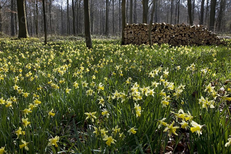 Wild daffodils