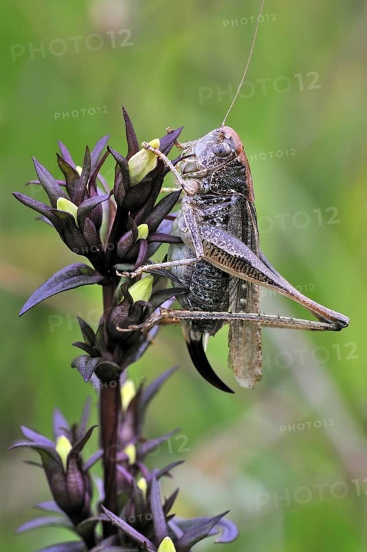 Female Grey bush cricket