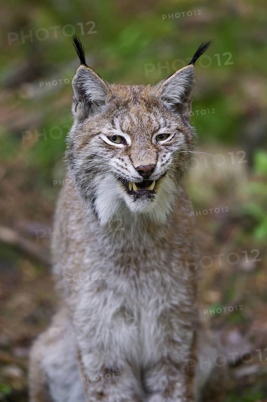 Close up portrait of European lynx