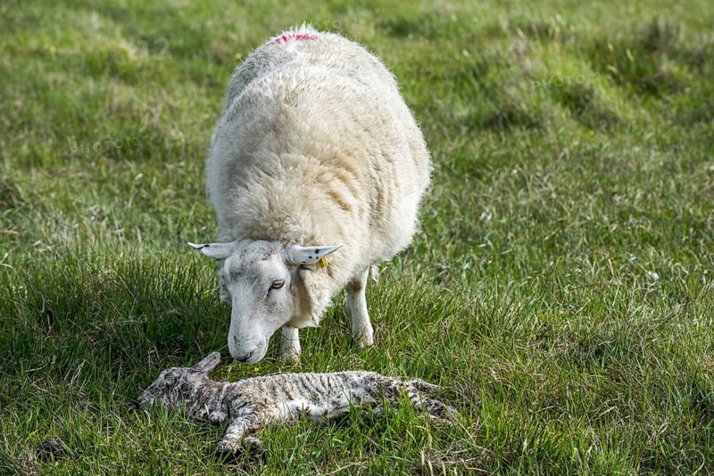 White sheep