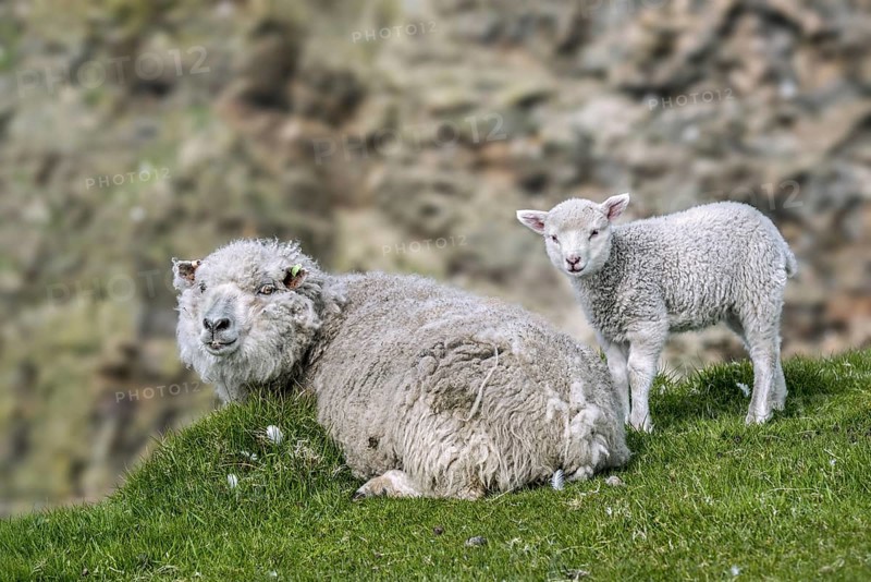 White sheep ewe and lamb resting on sea clifftop at Hermaness National Nature Reserve