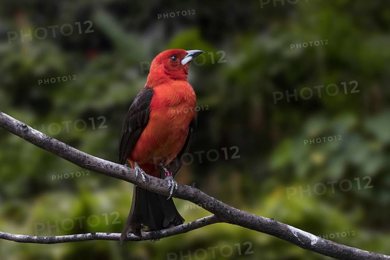 Brazilian tanager