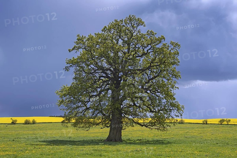 Common oak