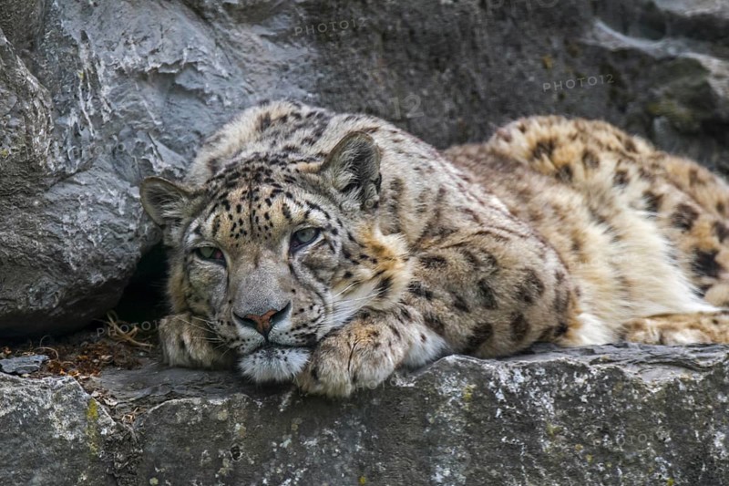 Snow leopard