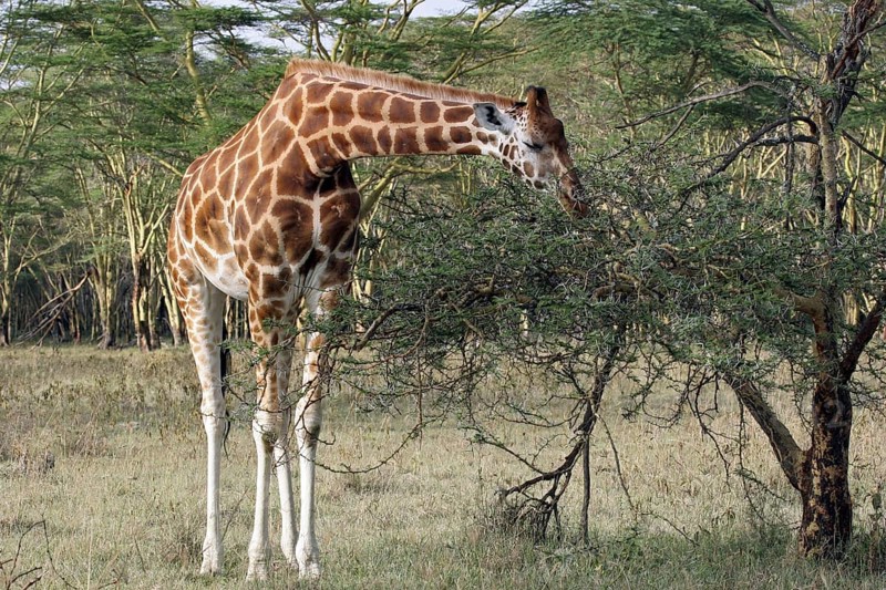 Rothschild's giraffe