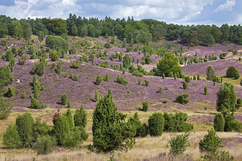Lueneburg Heath
