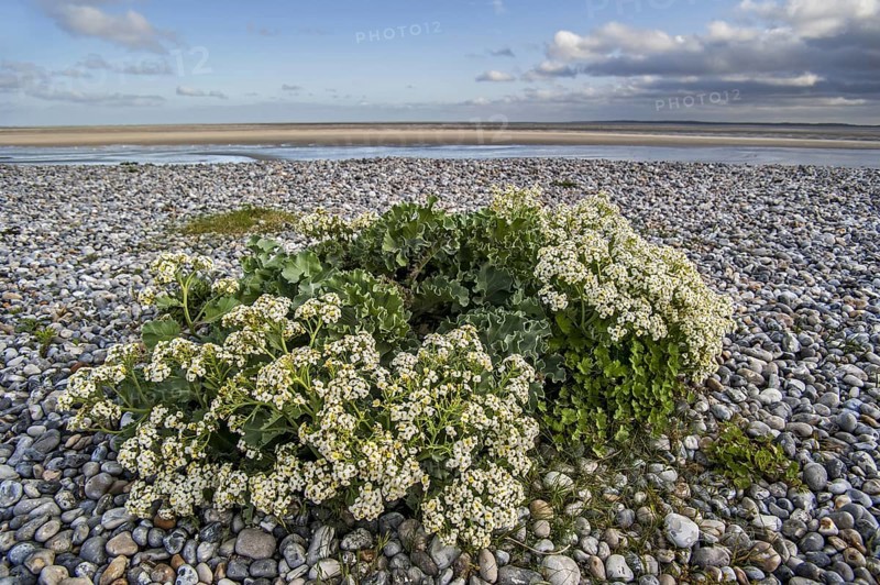 Sea kale