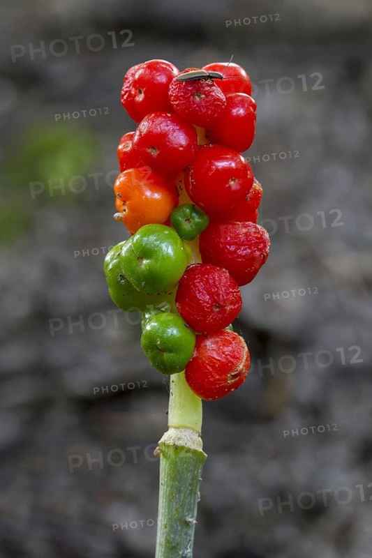 Cuckoo-pint