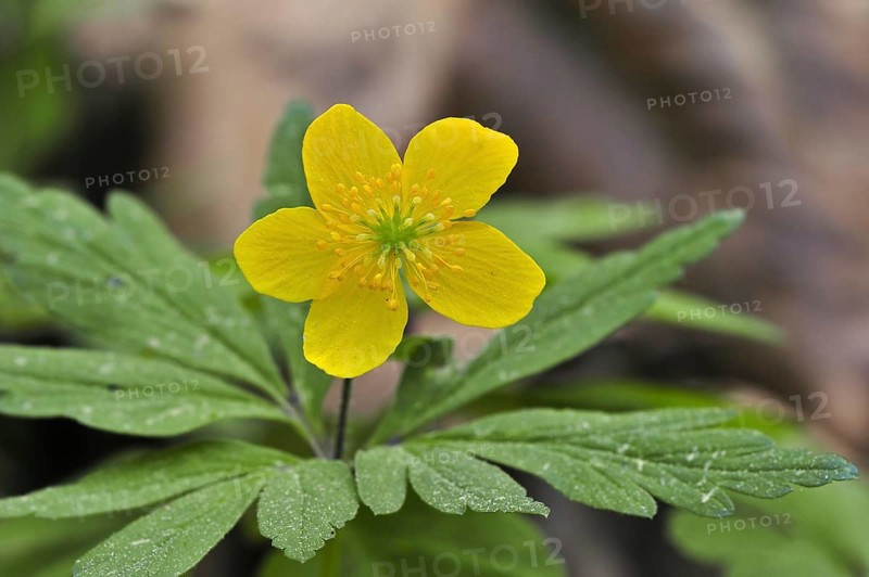 Yellow wood anemone