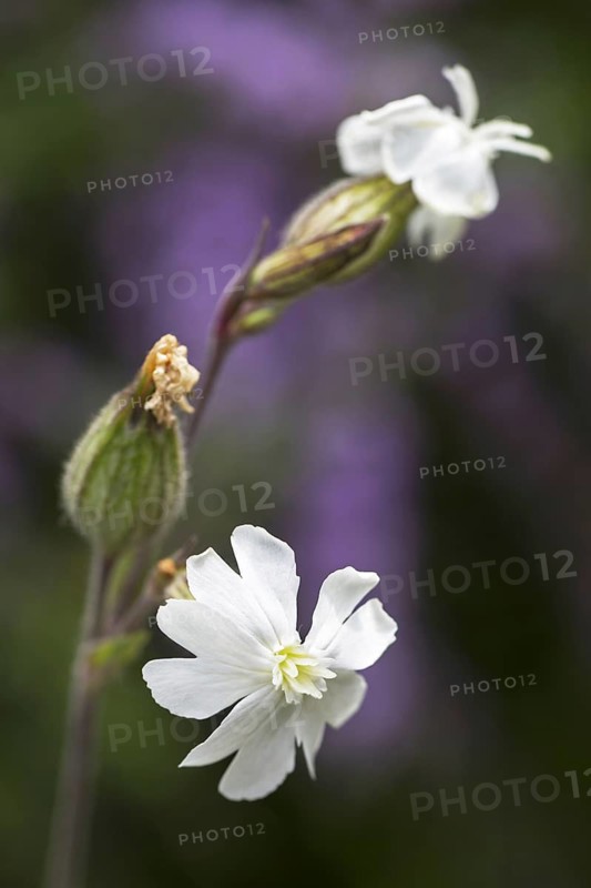 White campion
