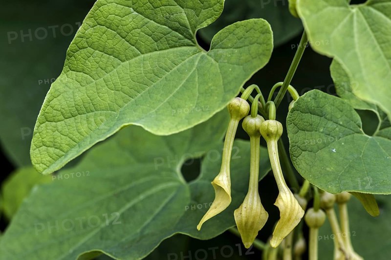Close up of European birthwort
