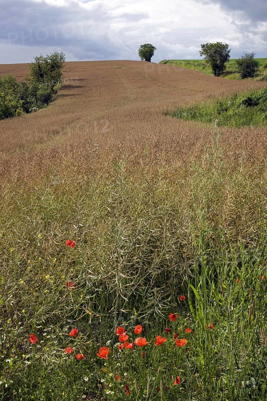 Field with rapeseed