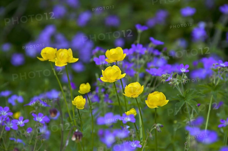 European Globe-flower