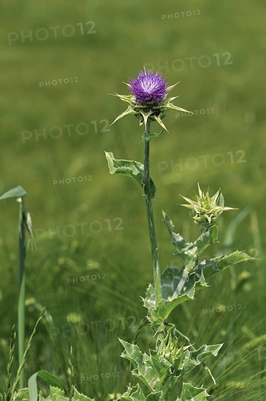 Blessed milk thistle