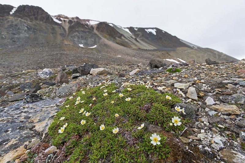 Mountain avens