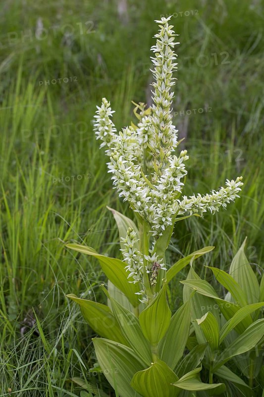 False helleborine