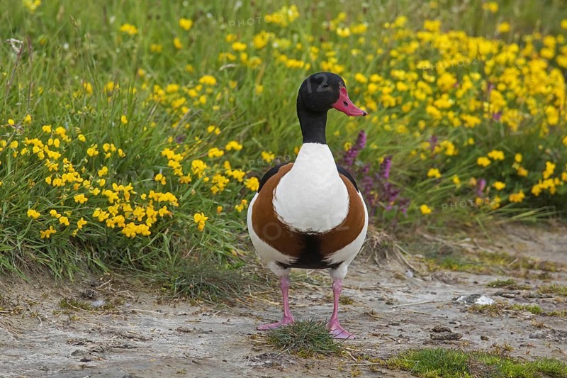 Common shelduck