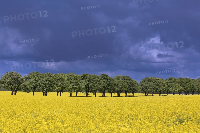 Farmland showing rape