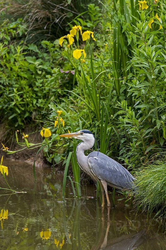 Grey heron