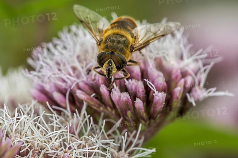 Common drone fly
