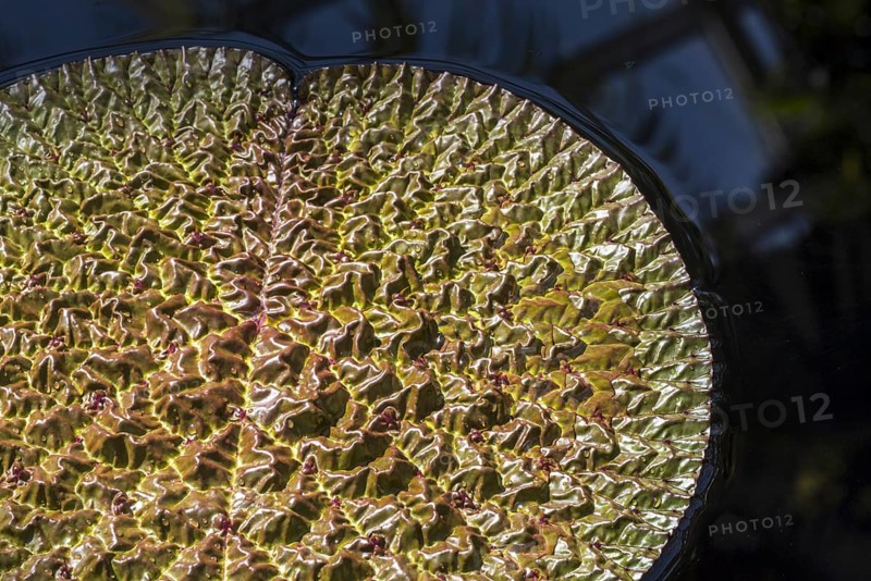Prickly waterlily