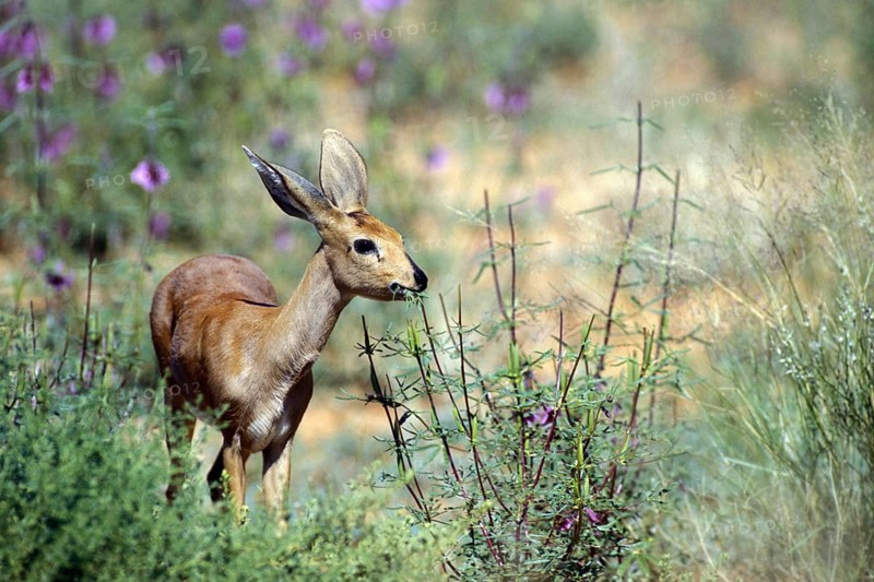 Steenbok