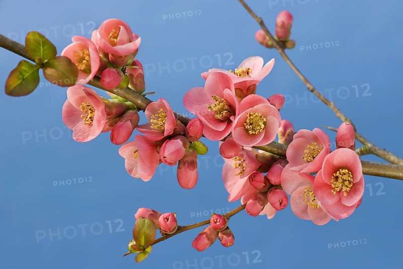 Japanese quince