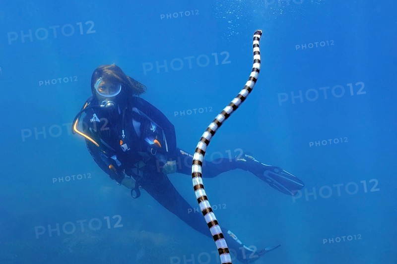 Diver gazes at observed venomous water snake colubrine sea krait