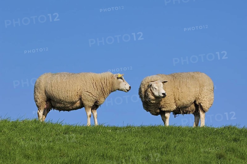 Two domestic Texel sheep