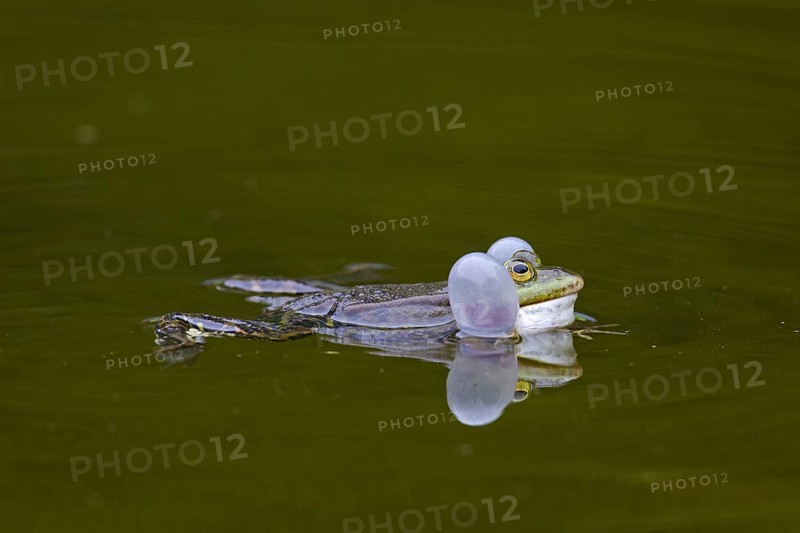 European edible frog