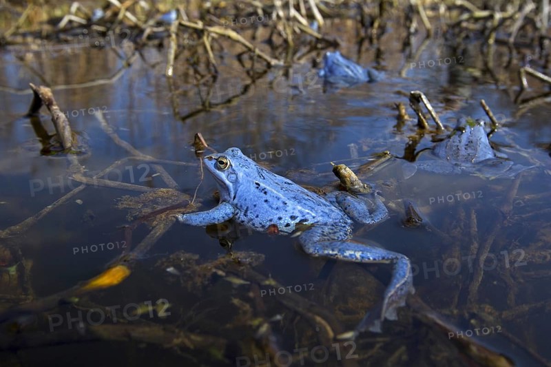 Moor Frogs