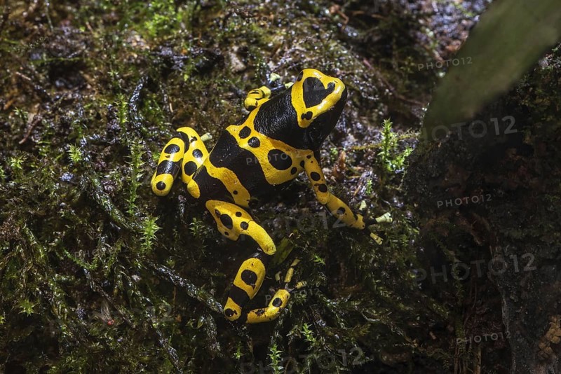 Yellow-banded poison dart frog