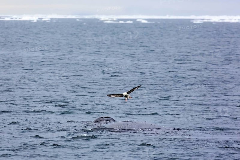 Northern fulmar