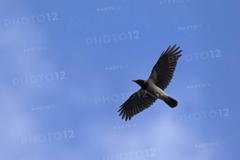Hooded crow
