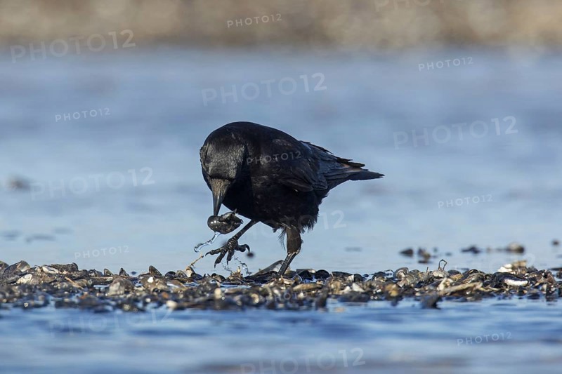 Carrion
