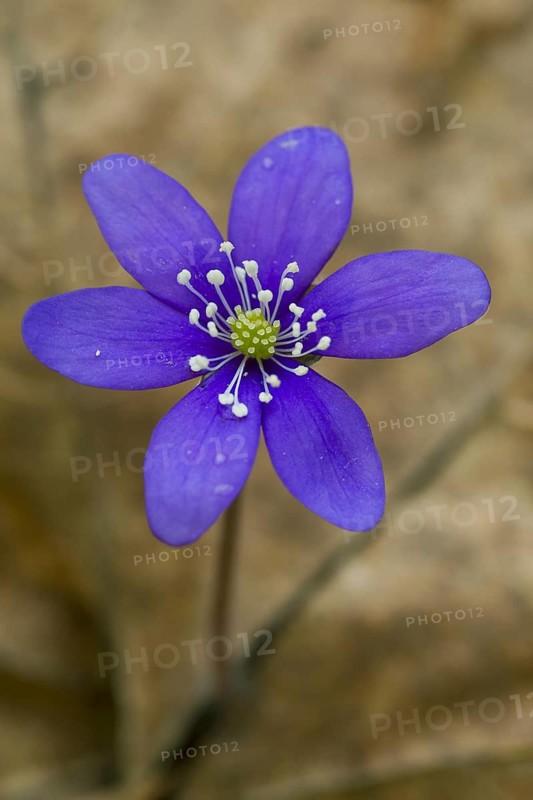 Common Hepatica