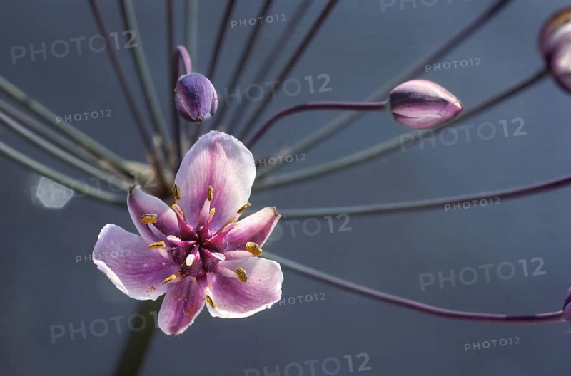 Flowering rush