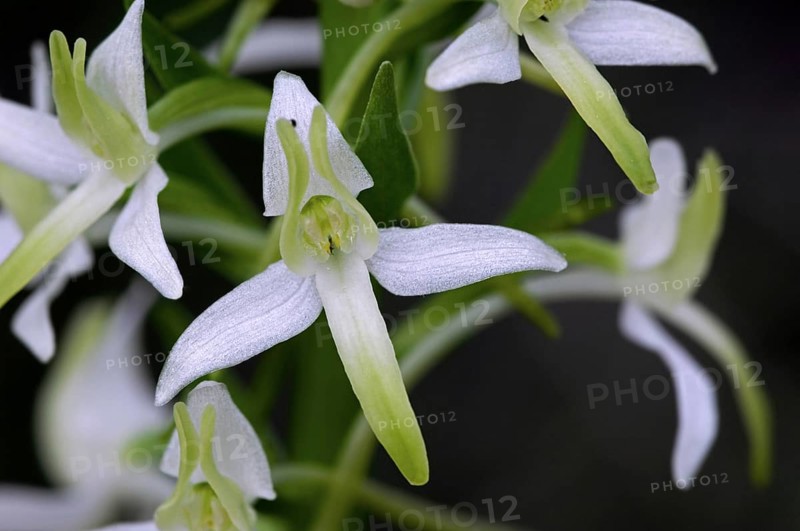 Lesser butterfly-orchid