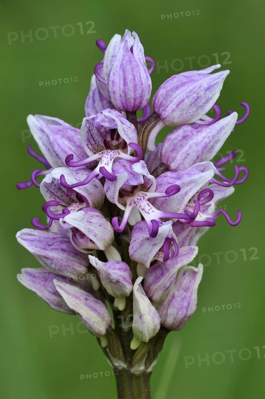 Monkey orchid