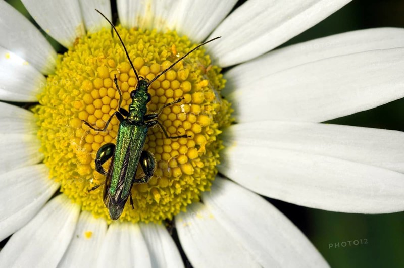 Thick-legged flower beetle