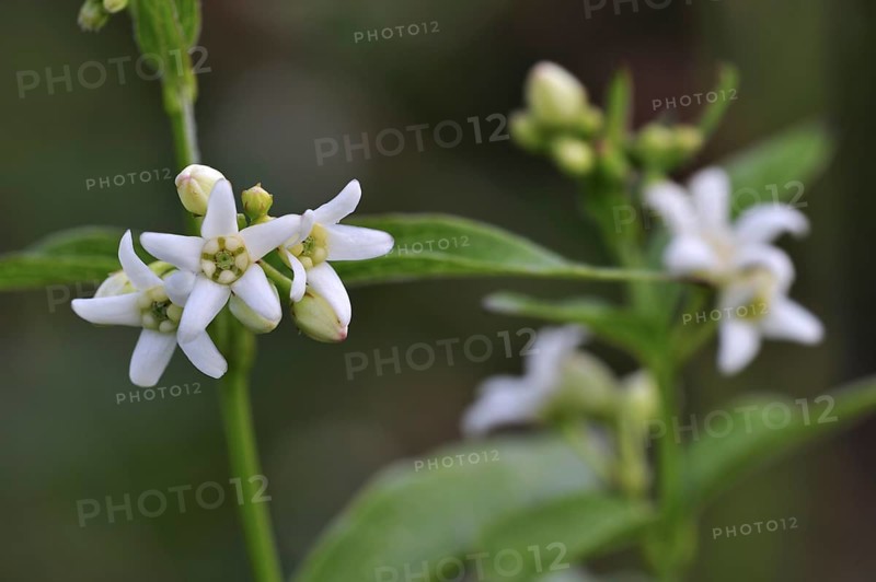 White swallow wort