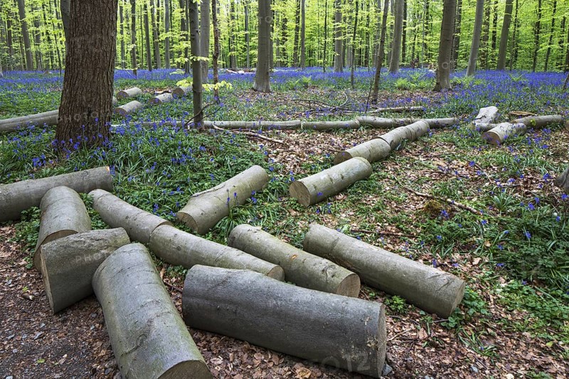 Felled trees chopped in logs among bluebells