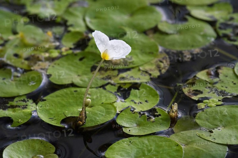 Common Frogbit