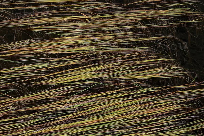 Leaves of Northern Bur-Reed