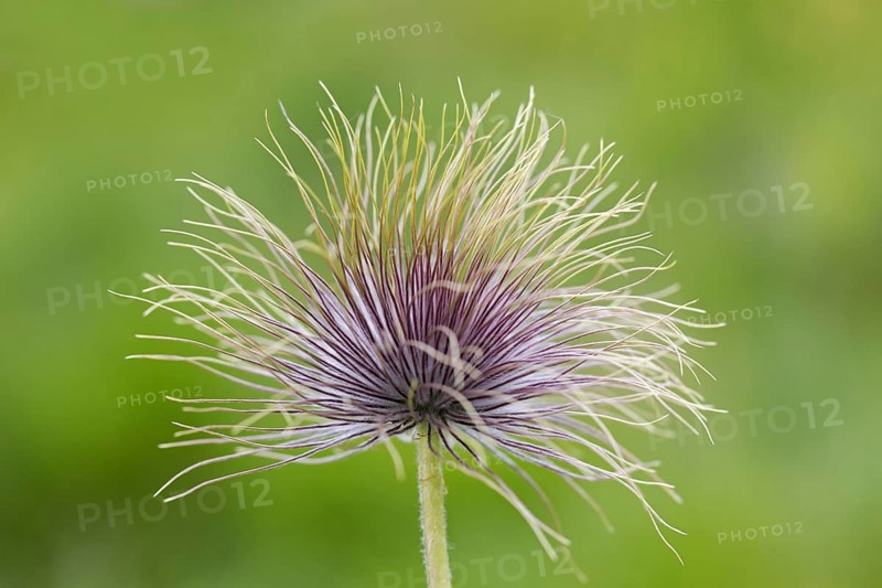 Fruiting plant
